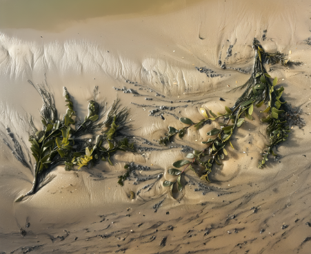 Co-development 8 ISS Image 21 seaweed on sand